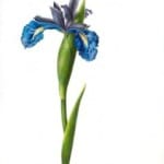 Botanical-Flower-Iris-Blue-Iris-illustration-239x300