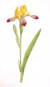 Botanical-Flower-Iris-Iris-variegata-striped_72x125