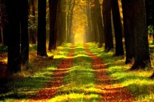 Tall trees lining path with colored leaves and bright sun